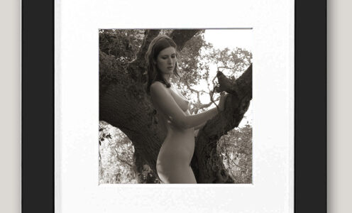 Sienna Hayes Tree 804 – 6×6 mini framed